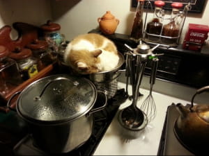 Котики ховаються