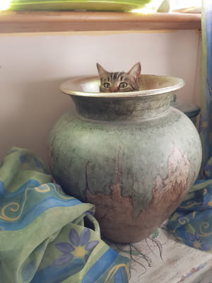 Котики ховаються