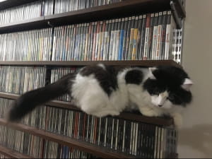Котики ховаються