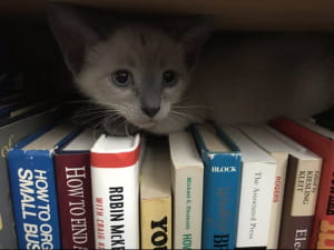 Котики ховаються