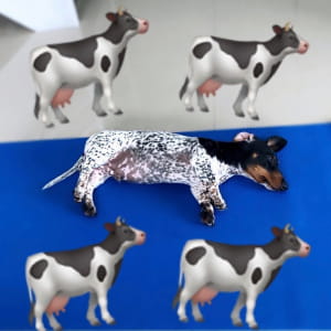 Такса Му