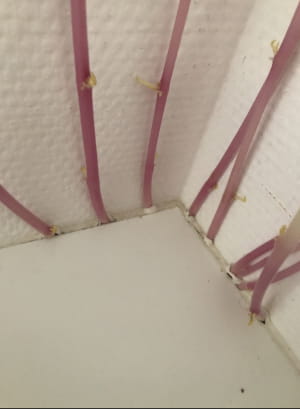 Картофель-мутант