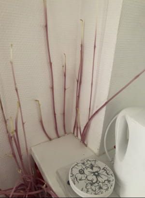 Картофель-мутант