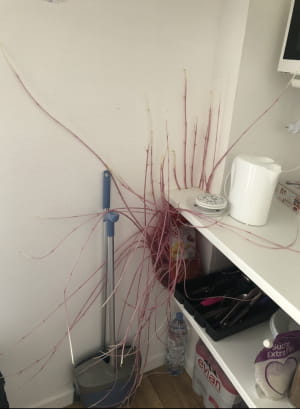 Картофель-мутант