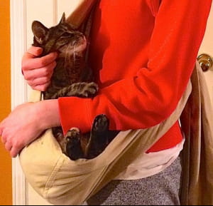 Котослінг - чудове рішення для котиків, які не можуть без любові