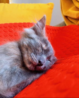 Кошеня Меланж