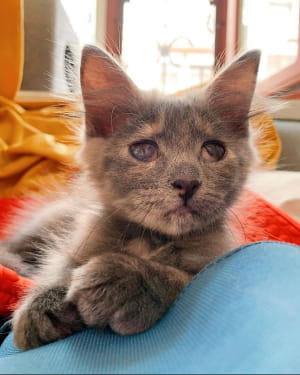 Кошеня Меланж