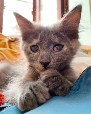 Кошеня Меланж