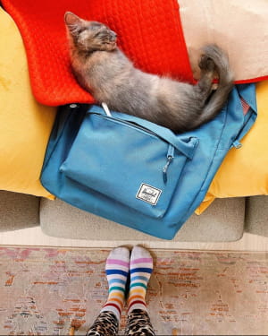 Кошеня Меланж
