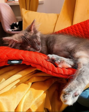 Кошеня Меланж