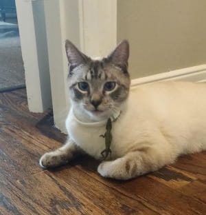 Коти vs ящірки