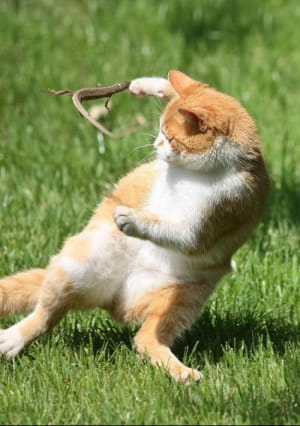 Коти vs ящірки