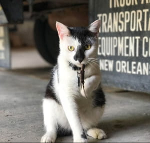 Коти vs ящірки