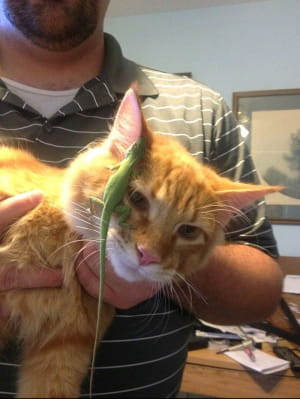 Коти vs ящірки