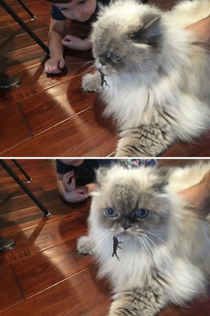 Коти vs ящірки