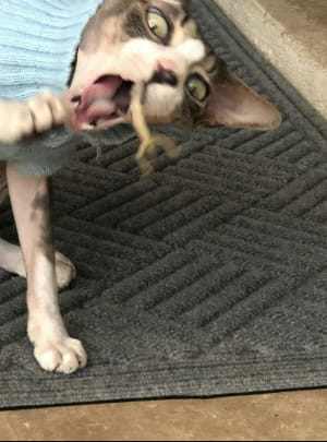 Коти vs ящірки