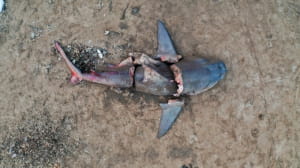 Drone Photo Awards 2020