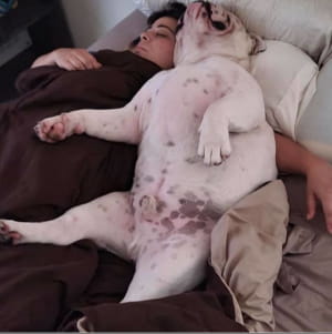 Смешные собаки