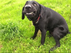 Смешные собаки