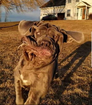 Смешные собаки