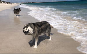 Смешные собаки