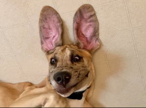 Смешные собаки