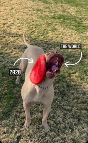 Смешные собаки