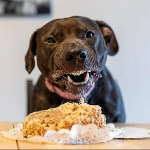 Смешные собаки