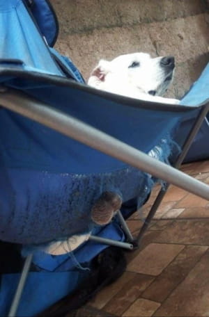 Смешные собаки