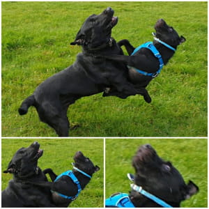 Смешные собаки