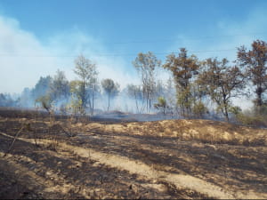 Пожежа на Луганщині