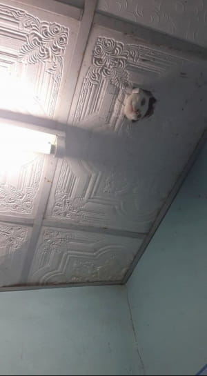 Устрашающие животные