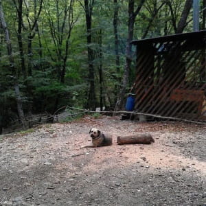 Устрашающие животные