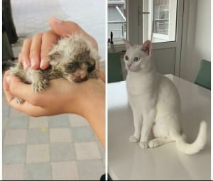 Котики до/після
