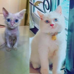 Котики до/після