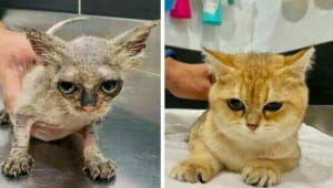 Котики до/після