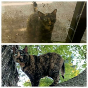 Котики до/після