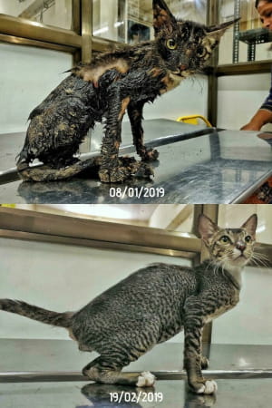 Котики до/після