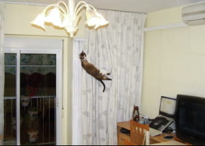 Котик застрял на шторе