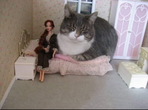 Котик залез в кукольный домик