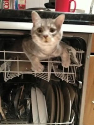Котик спрятался в машине для мытья посуды
