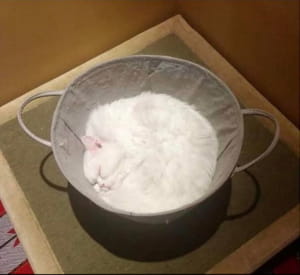 Котик перепутал кровать с кастрюлей