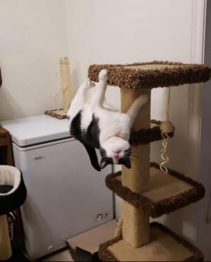 Котик не понял, как пользоваться этой штуковиной