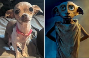 Доббі та песик Белла