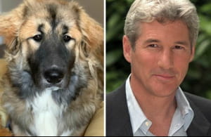 Песик, схожий на Річарда Гіра