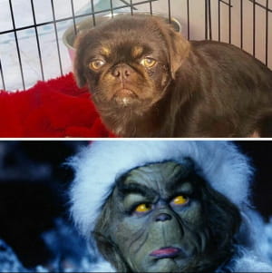 Грінч у дитинстві 