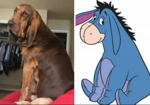 Схожість на обличчя