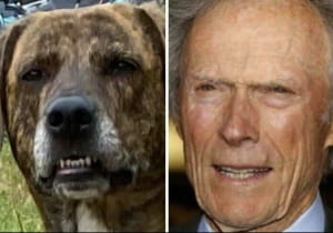 Пес-двійник