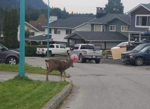 Чудернацькі тварини
