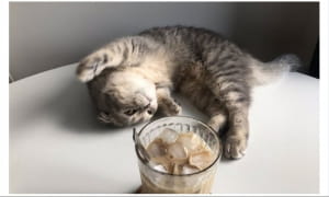 Милі котики